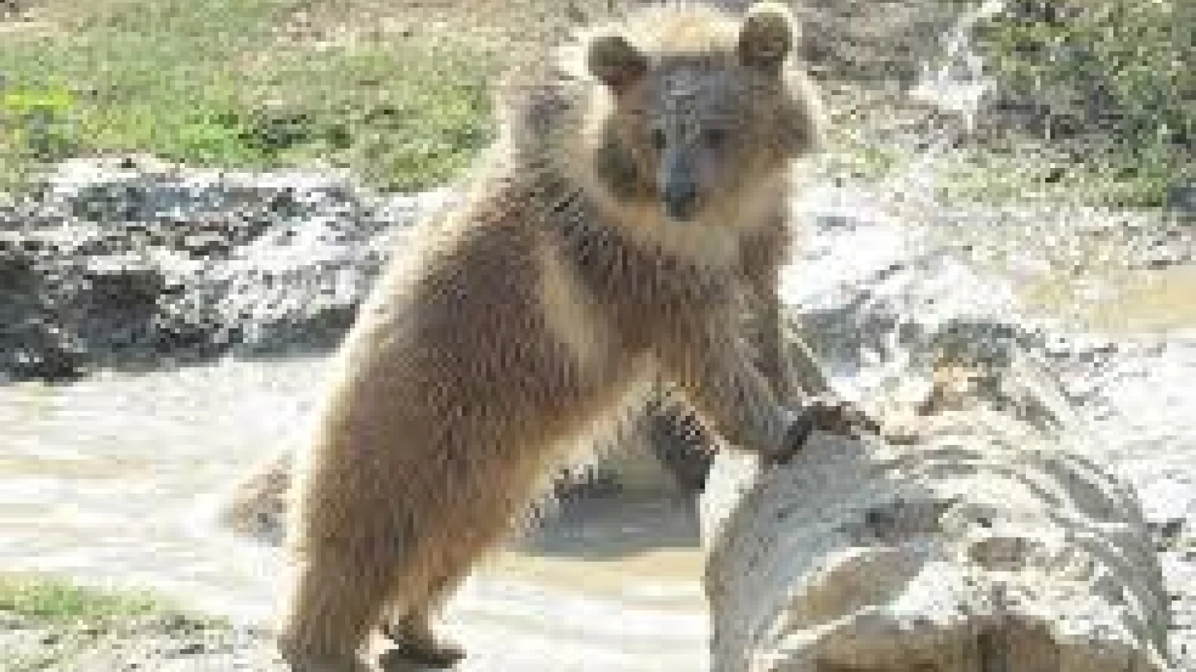 Kafası teneke kutusuna sıkışan ayı yavrusu kurtarıldı