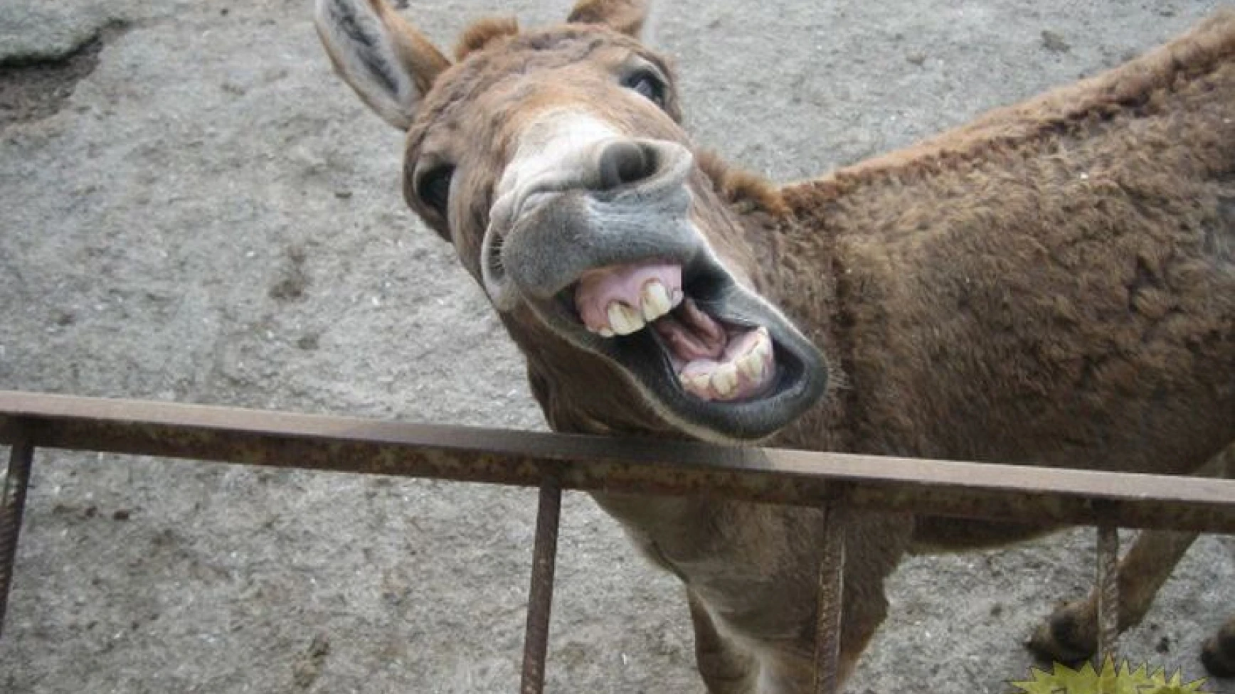 Eşeğin arabesk müziğe tepkisi