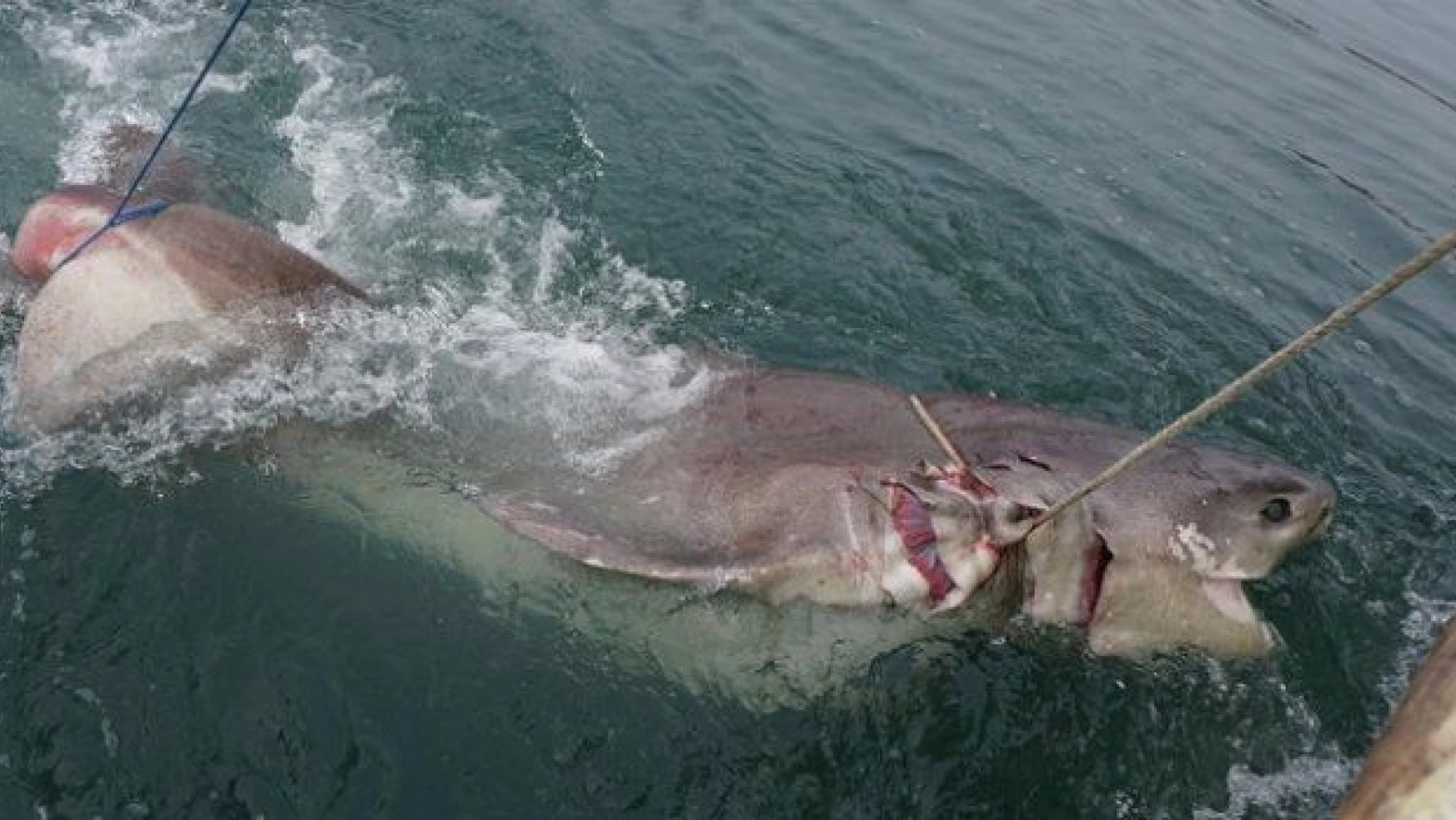 1 tonluk köpek balığı ağlara takıldı!