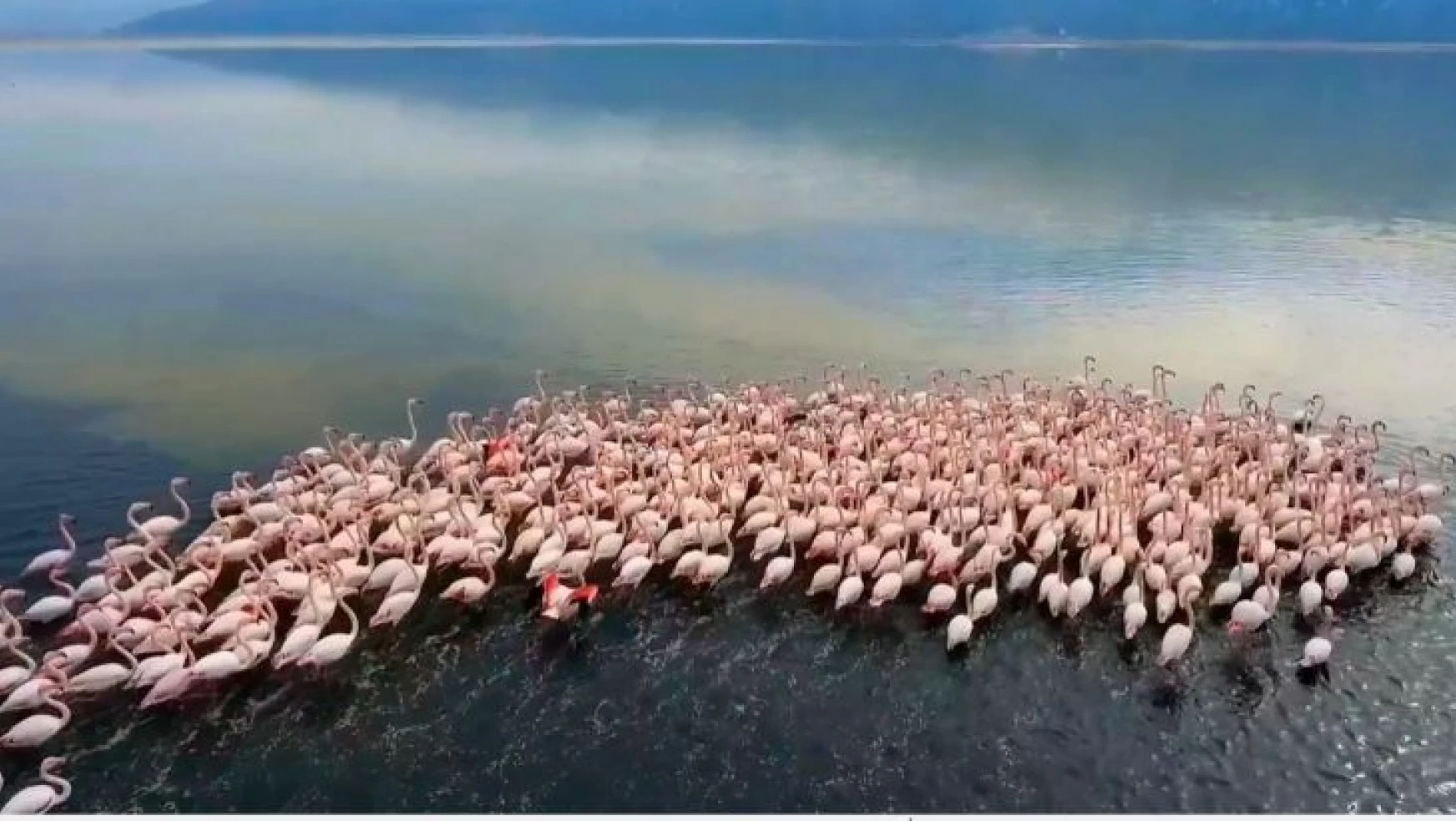 Acıgöl'de flamingolar böyle görüntülendi