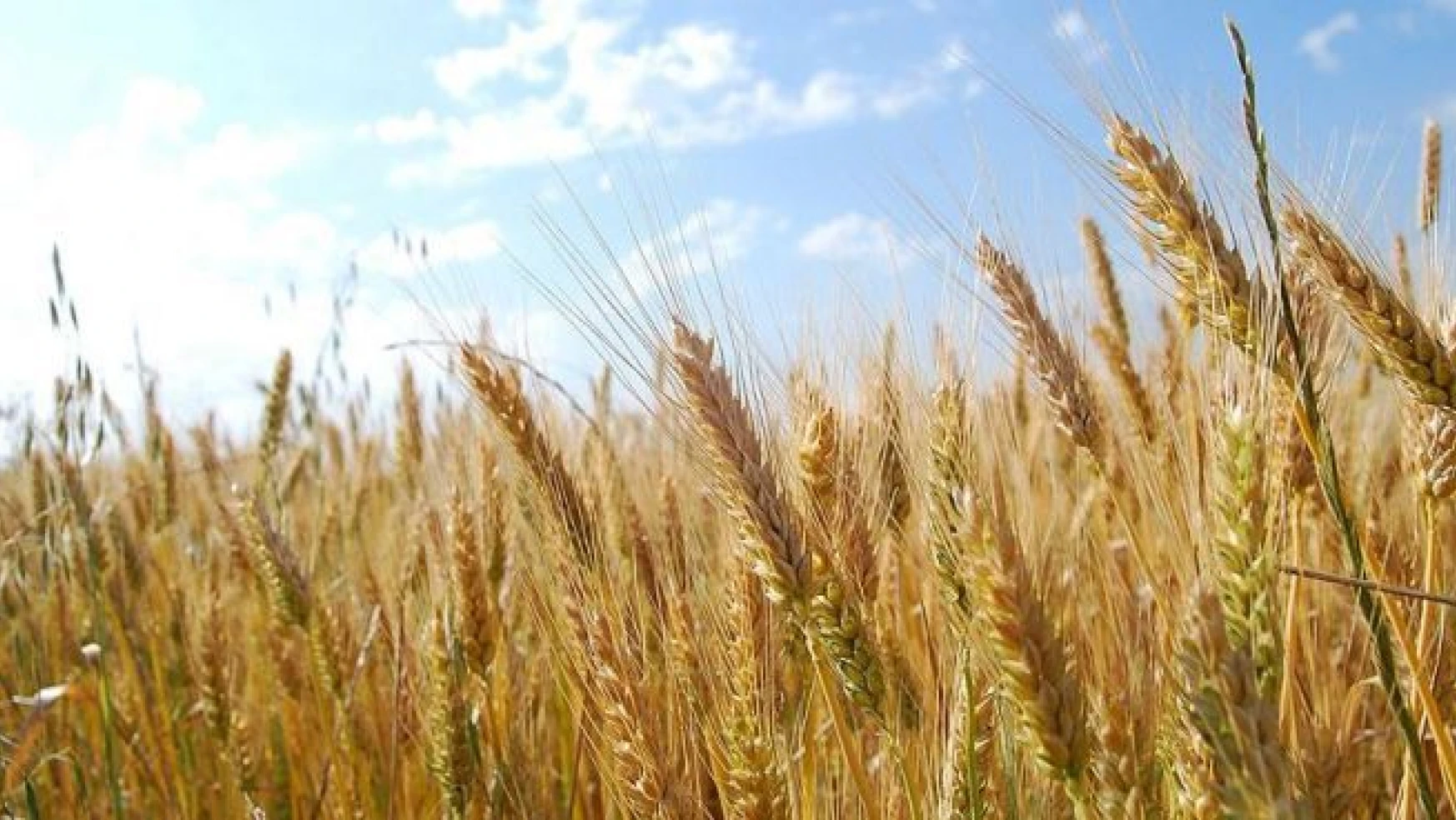 Azerbaycan'da buğday ve unun KDV'si kaldırıldı