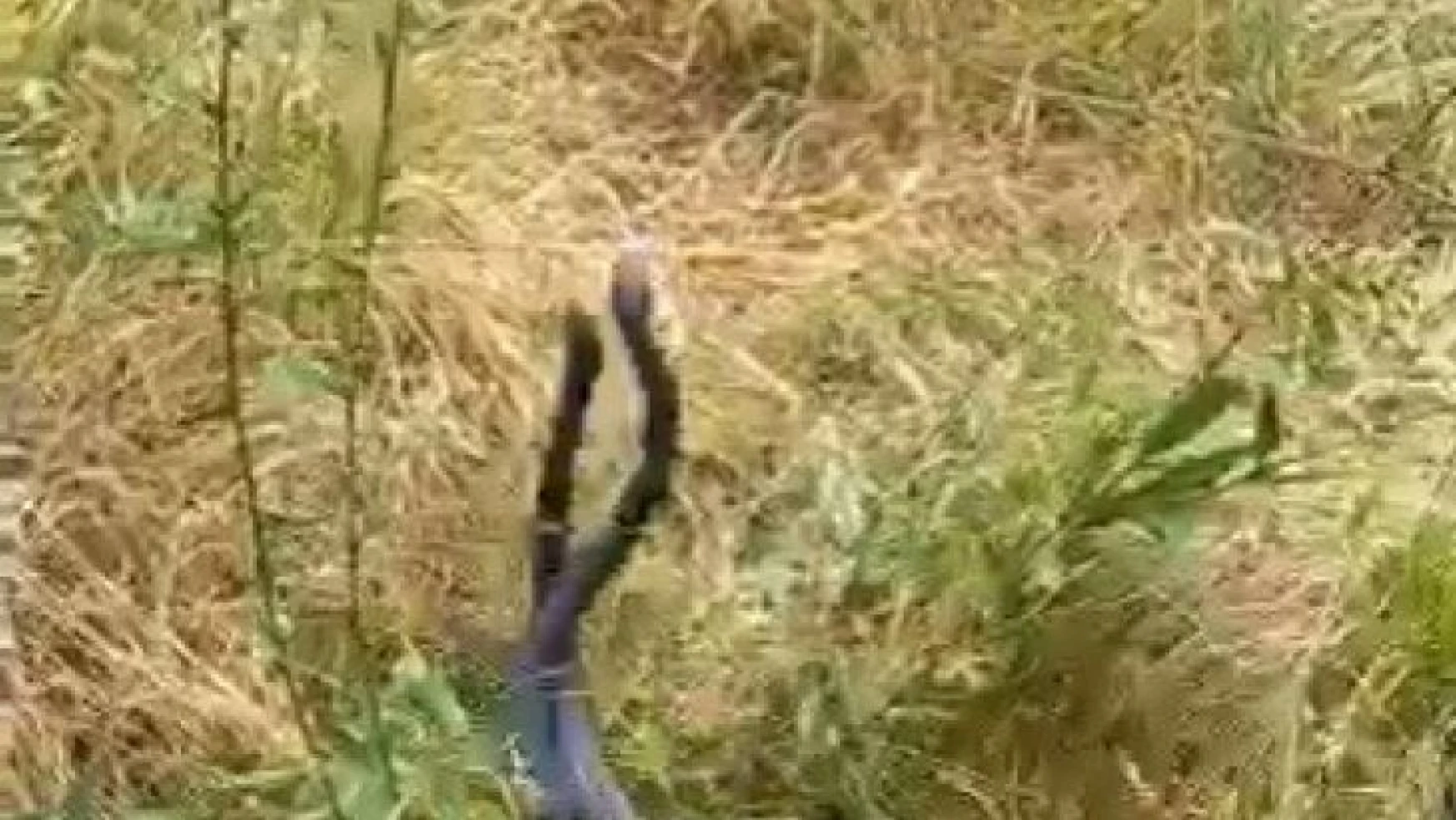 Bingöl'de yılanların dansı görüntülendi