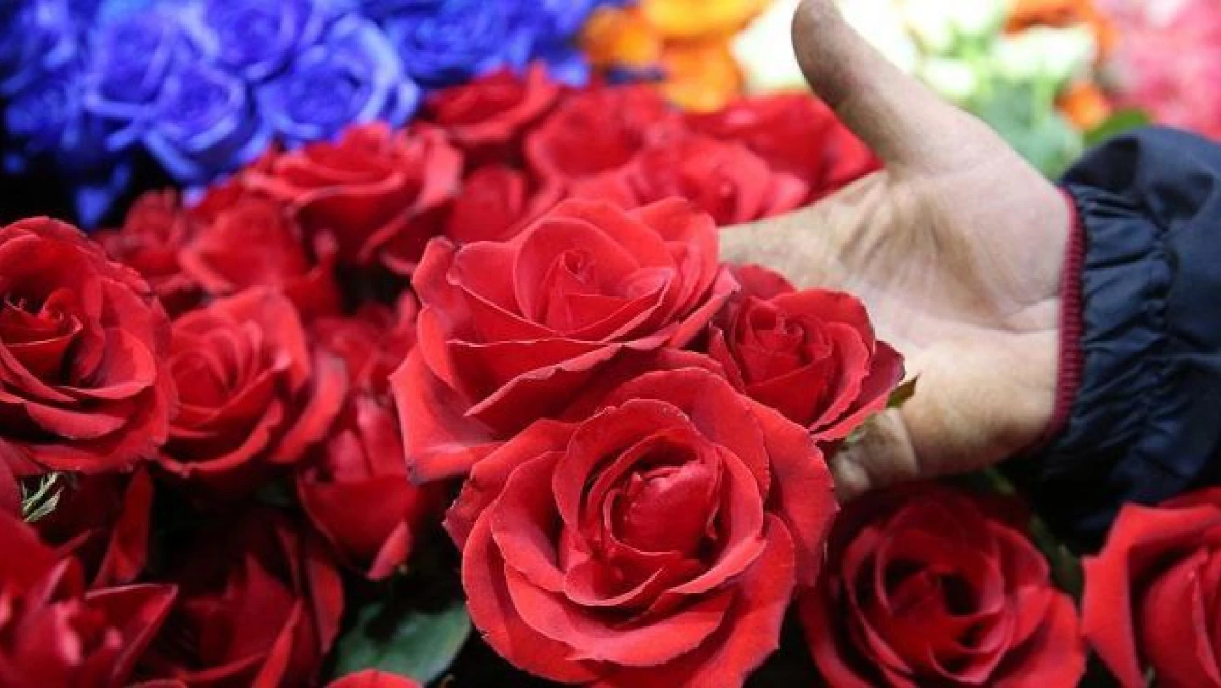 Çiçekçilerde Sevgililer Günü mesaisi