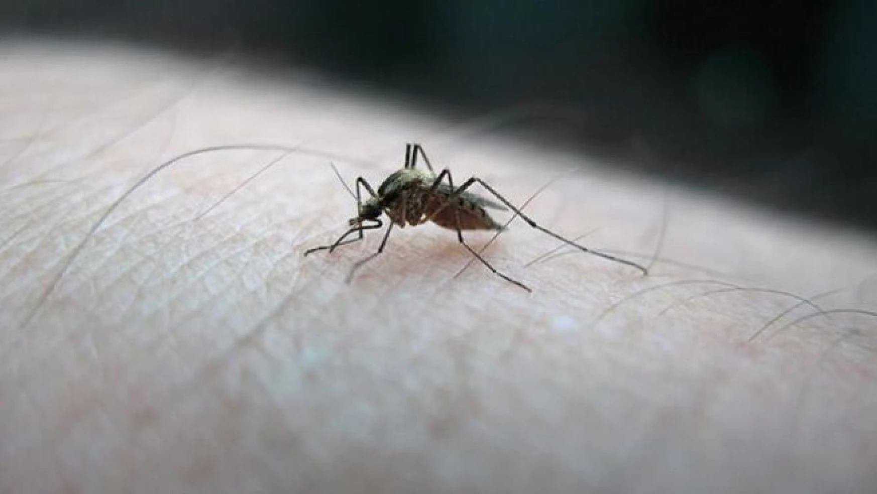 Danimarka'da Zika virüsüne rastlandı
