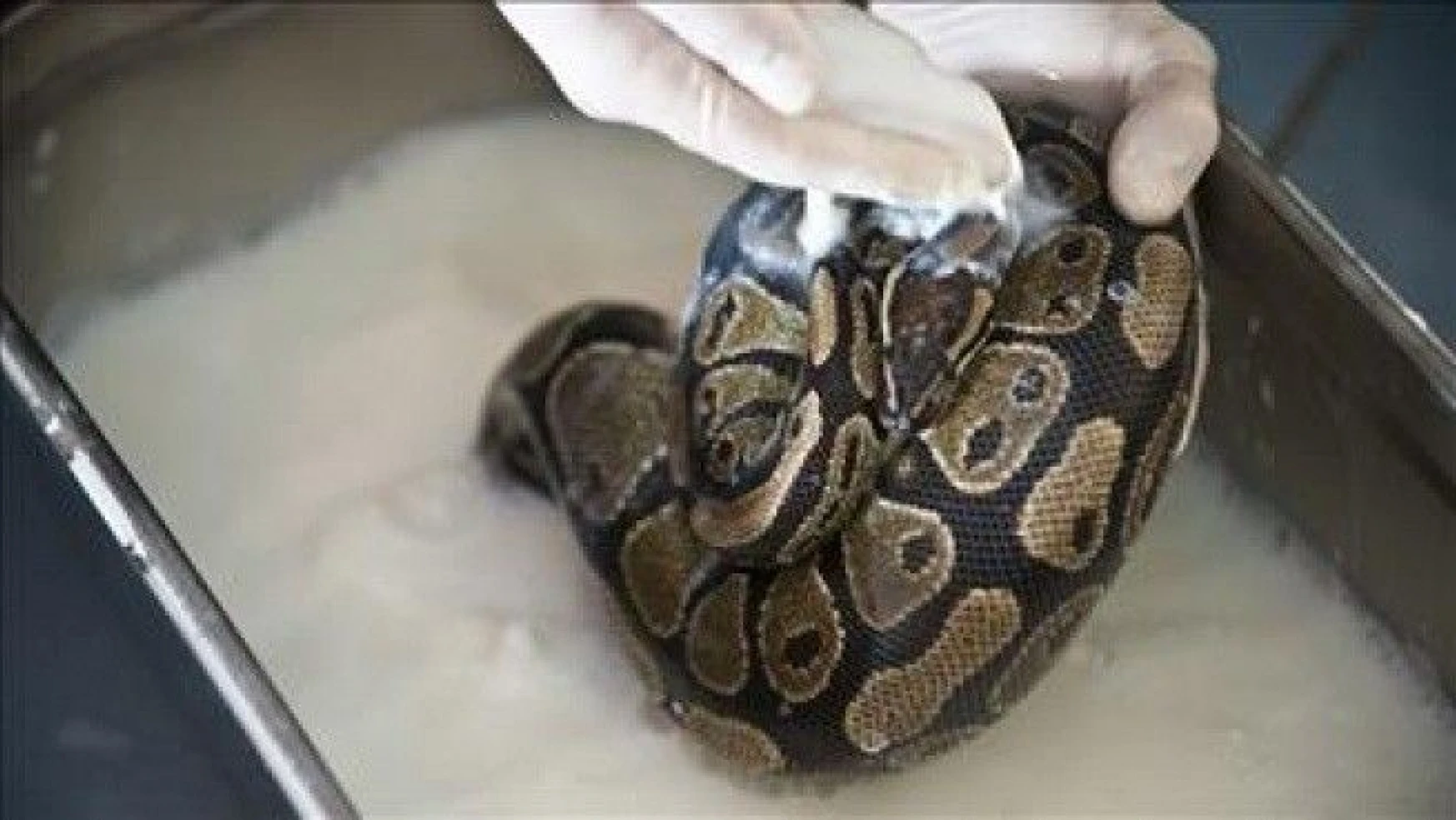 Bu yılanlar derilerini 'süt banyosu' ile değiştiriyor