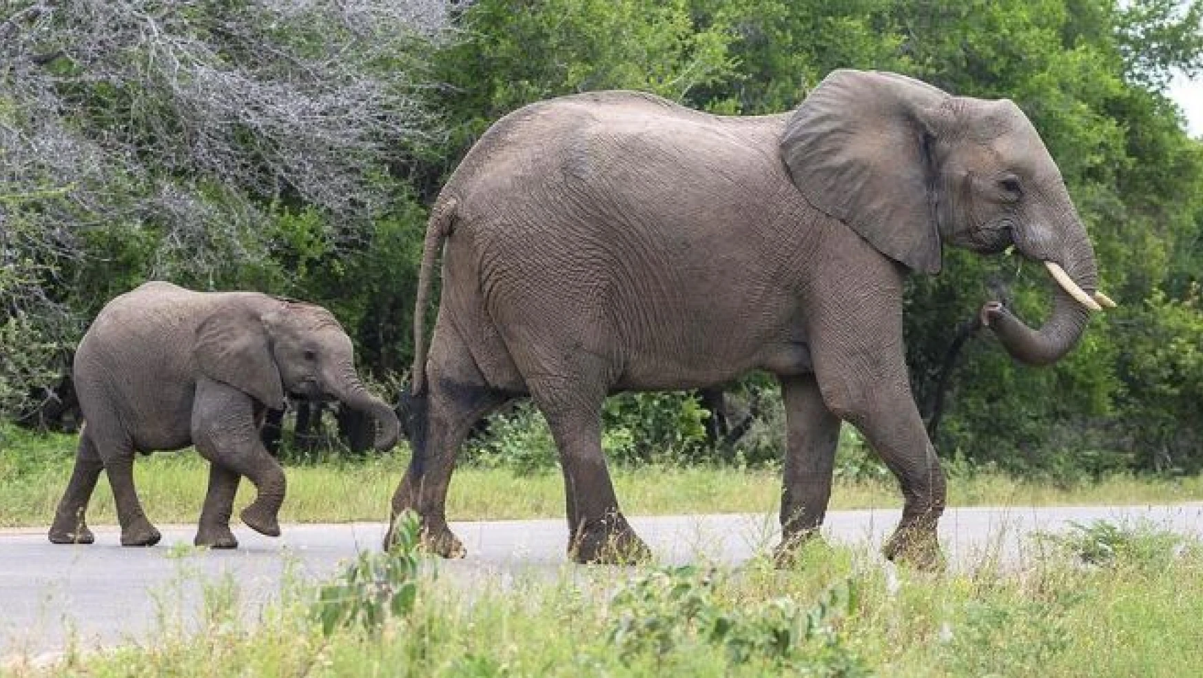 Doğu Afrika'da fil nüfusu yok oluyor