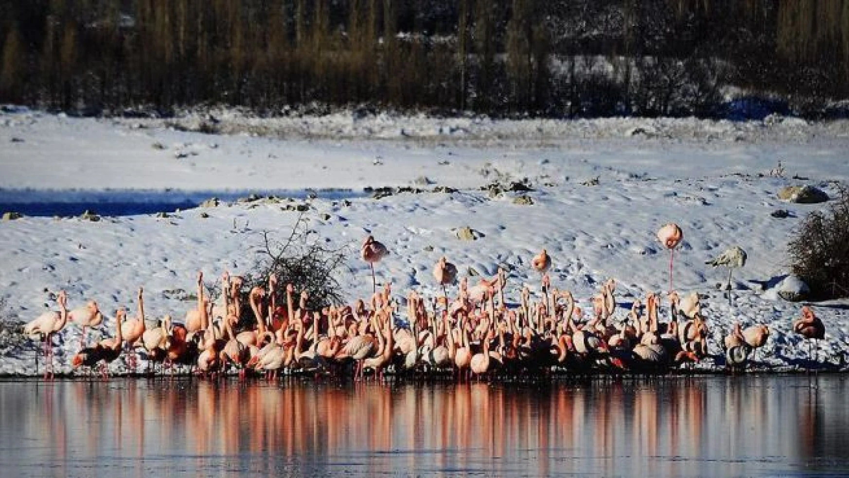 Flamingolar soğuktan İvriz Barajı'na sığındı