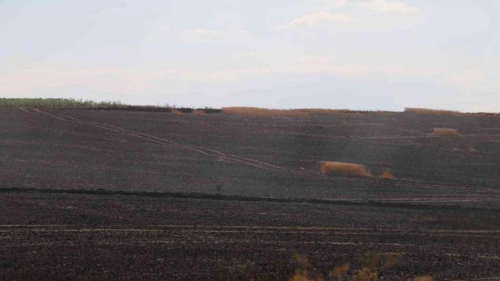 Hayrabolu'da 75 dönüm buğday ekili alan kül oldu