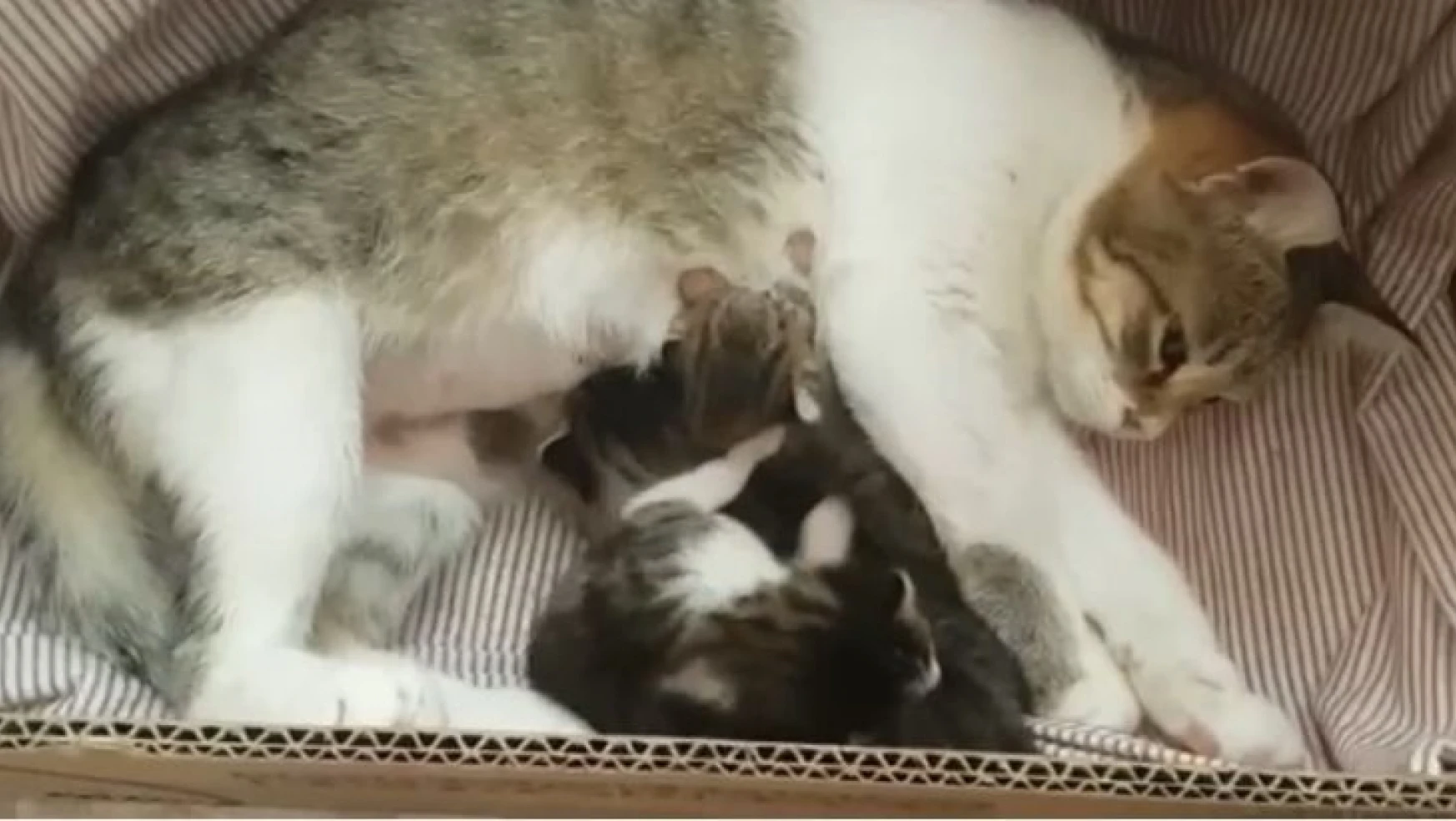 Hayvan sahiplerinin çabalarıyla yavru kediler annelerine kavuştu