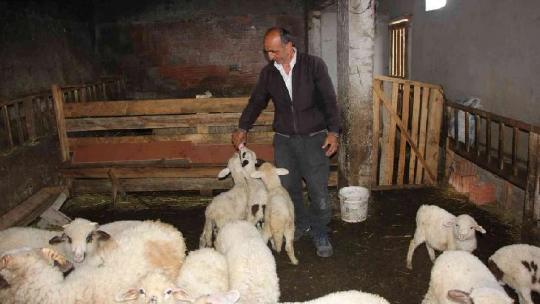 İnternetten satmak istediği koyunlarını dolandırıcılara kaptırdı