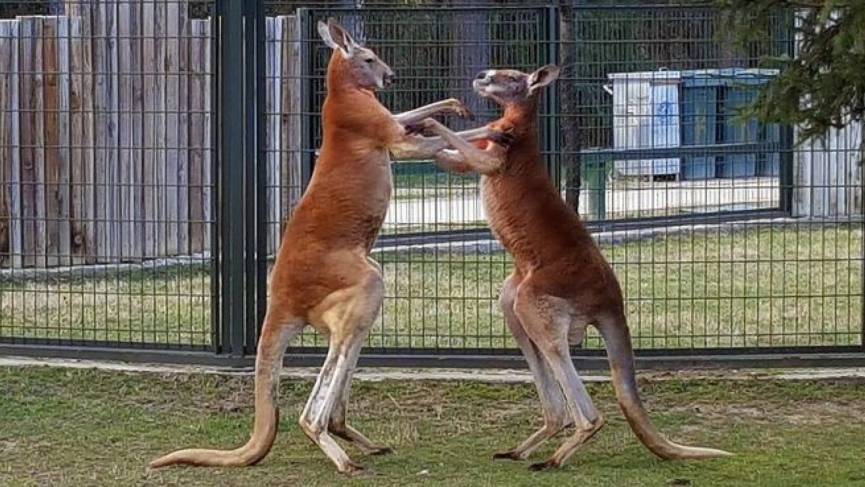 Kanguruların 'boks maçı' kameralara yansıdı