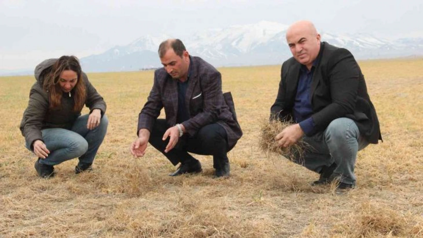 Karaman'da dondan etkilenen buğday tarlaları kurudu