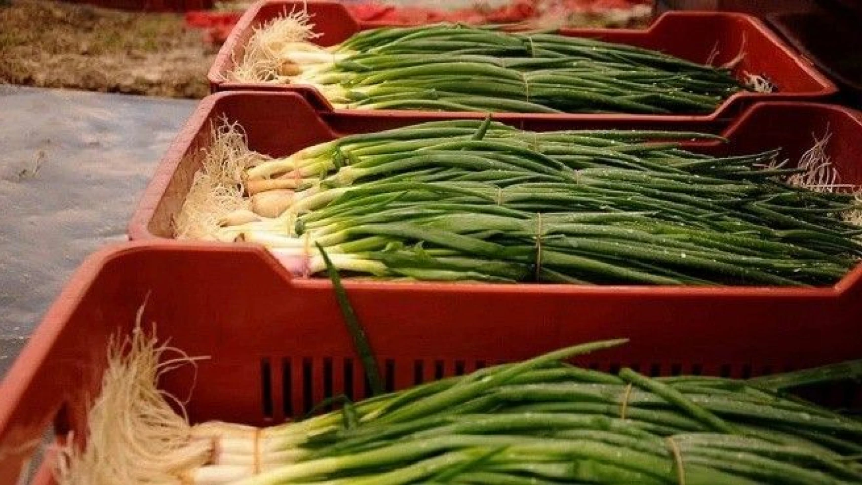 Kasımda en çok yeşil soğanın fiyatı arttı