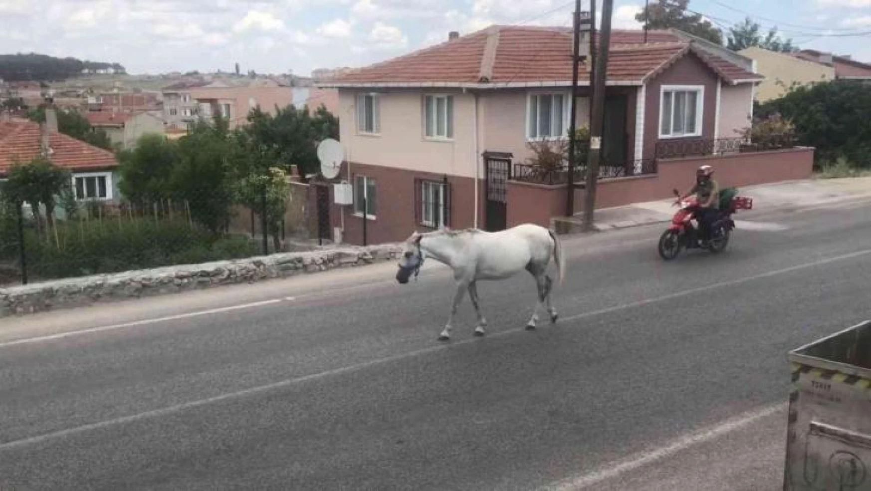 Kırklareli'nde başıboş atlar trafiği tehlikeye sokuyor