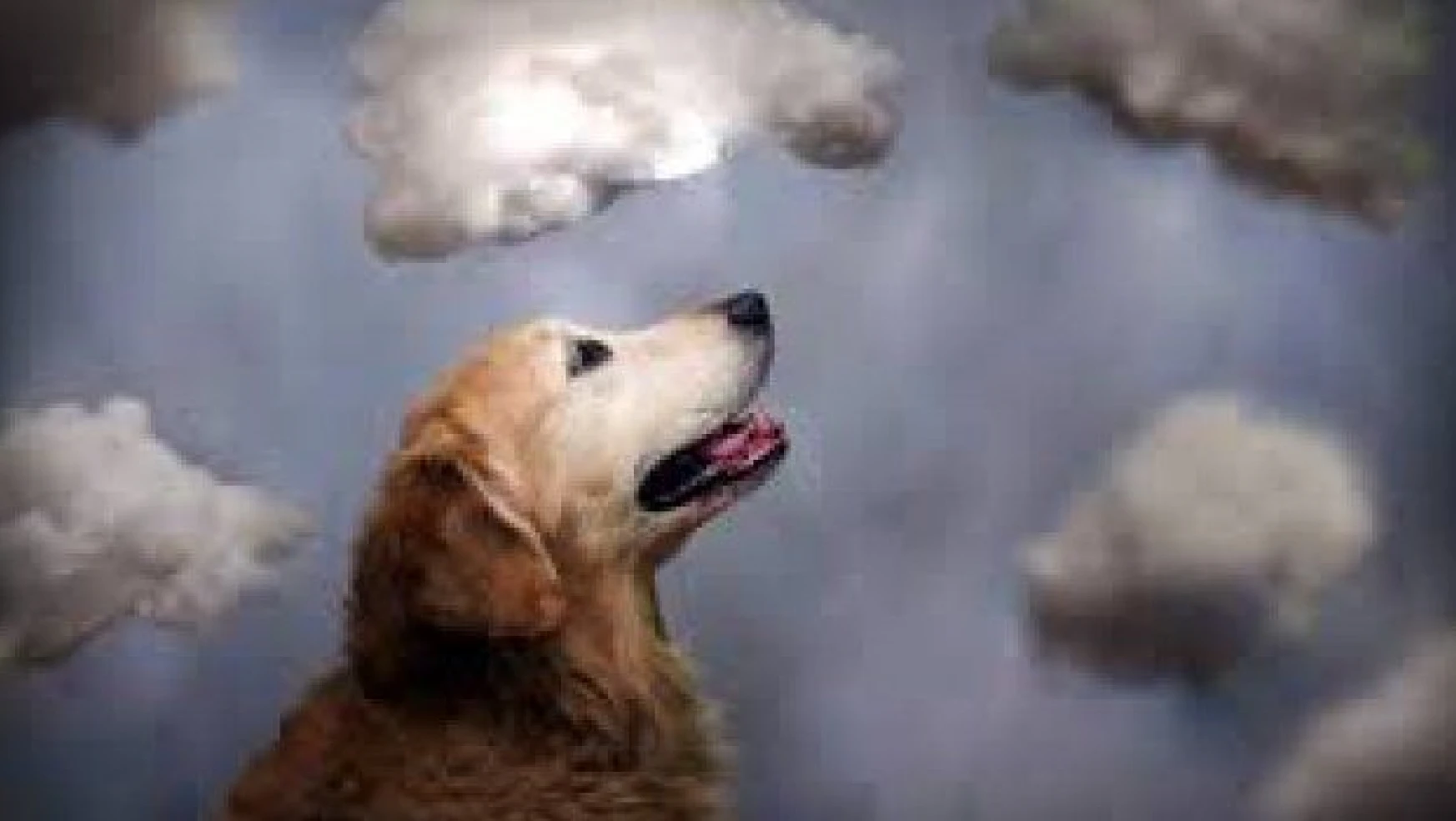 Köpeklerin havlaması bulutlara zarar verir mi?
