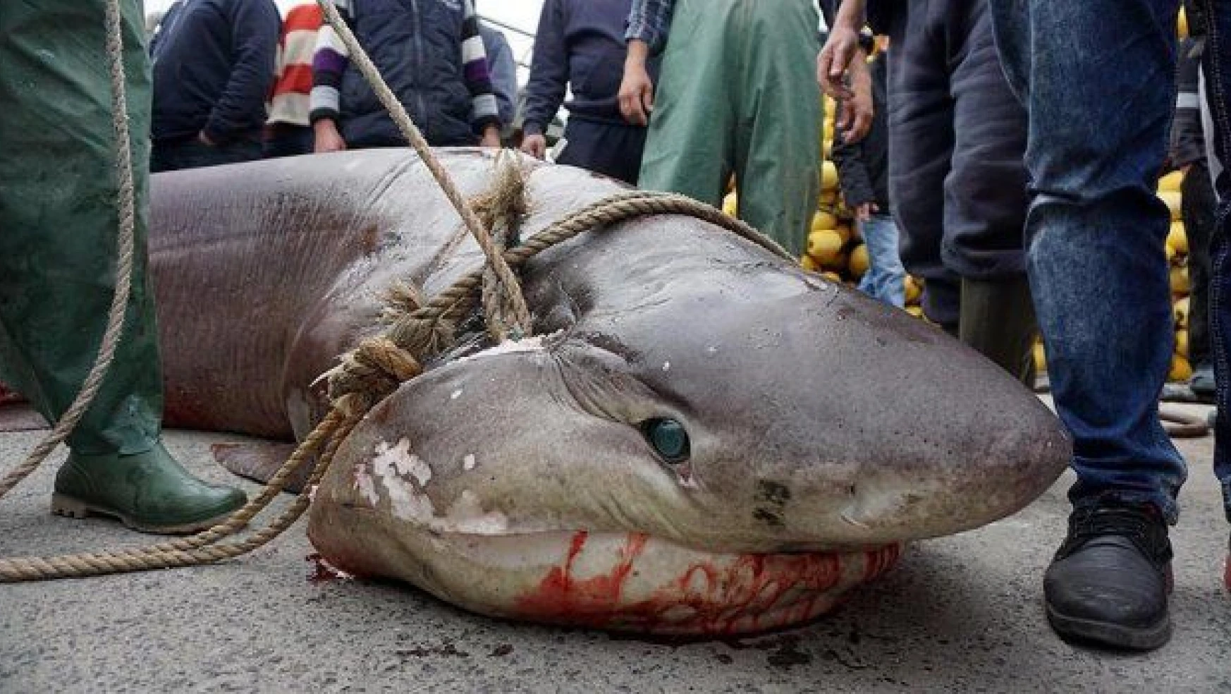 Marmara'da dev köpek balığı avlandı