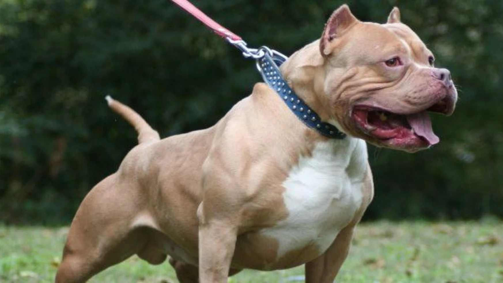 Pittbull köpeğinin öldürdüğü hayvanları paylaşan kıza rekor ceza