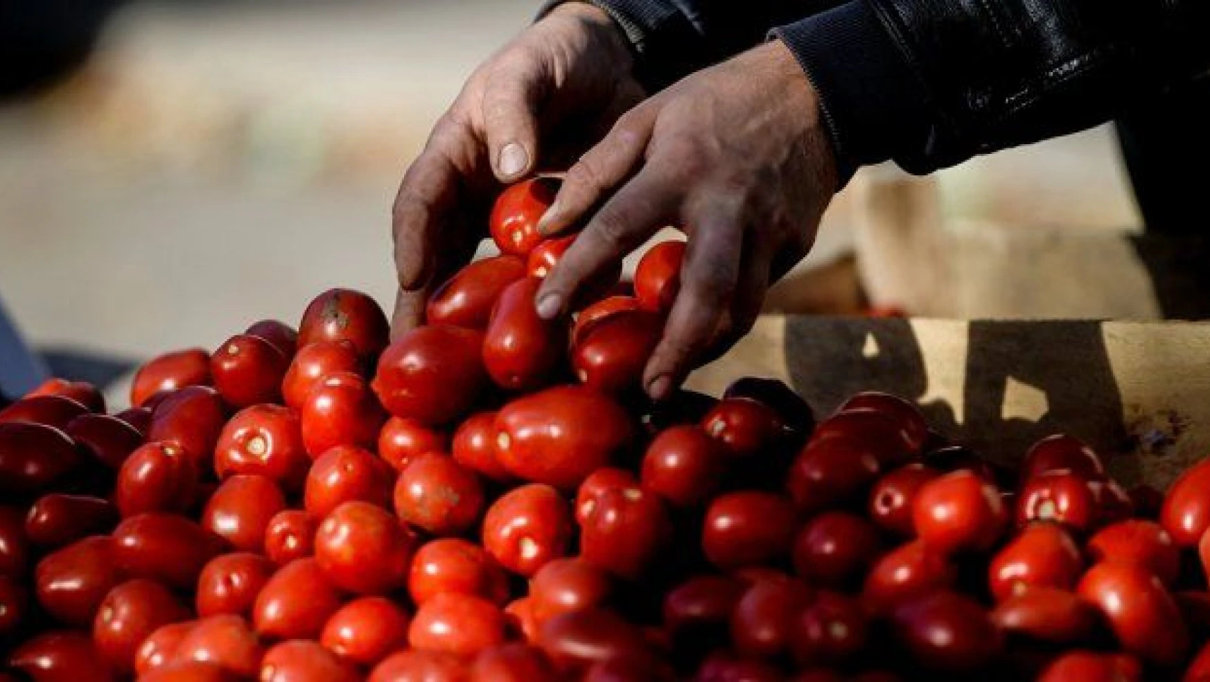 Rusya, Türkiye'den gönderilen 3 ton domatesi imha etti