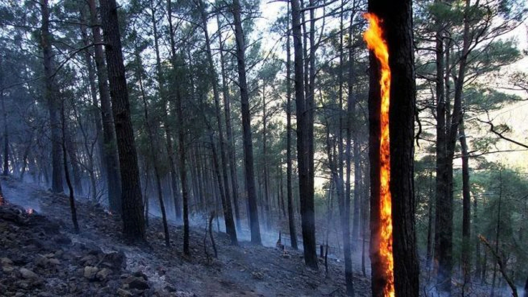 Tazmanya'da 'bin yıllık' ağaçlar yanıyor