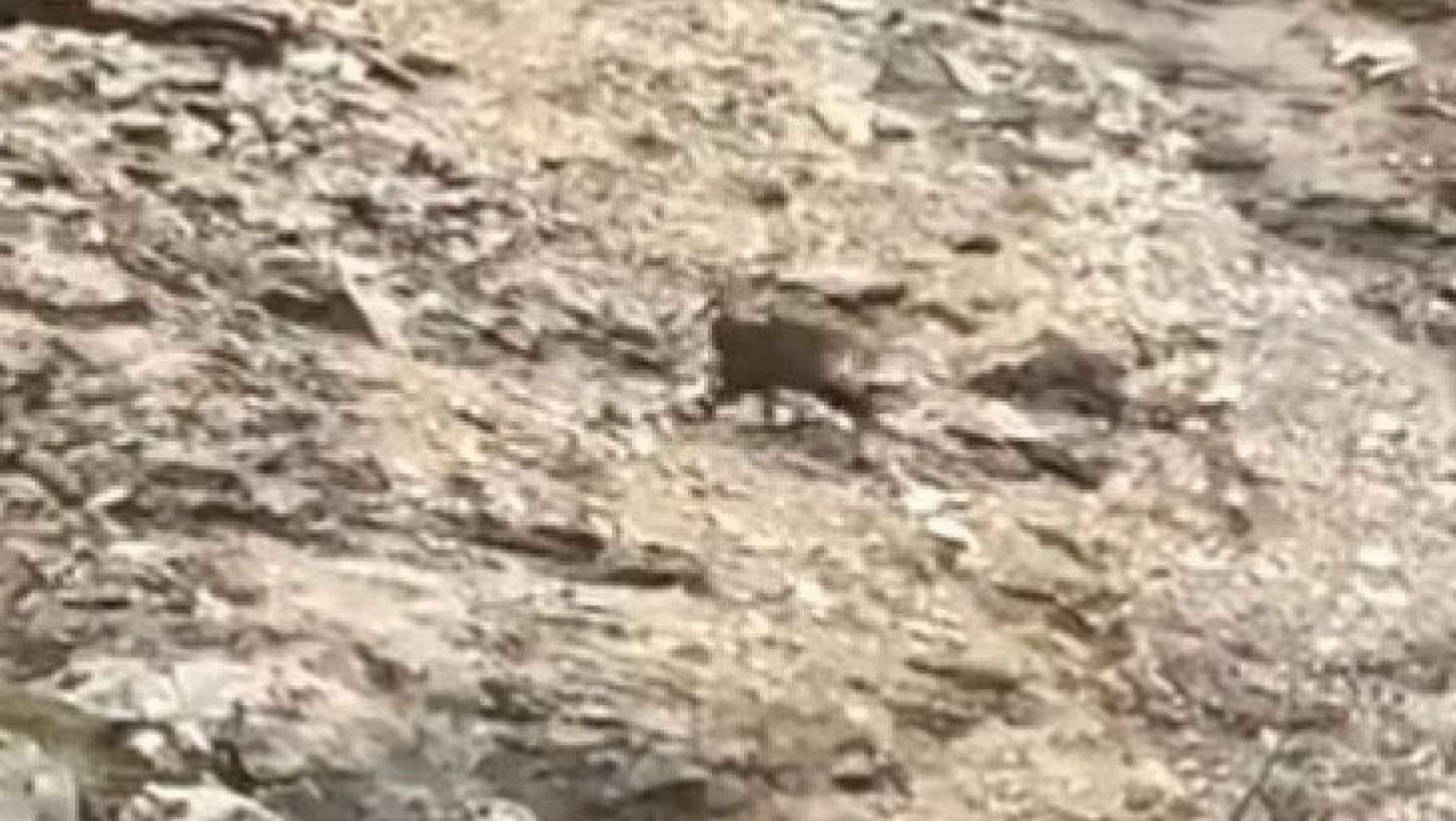 Tunceli'de çengel boynuzlu dağ keçileri görüntülendi