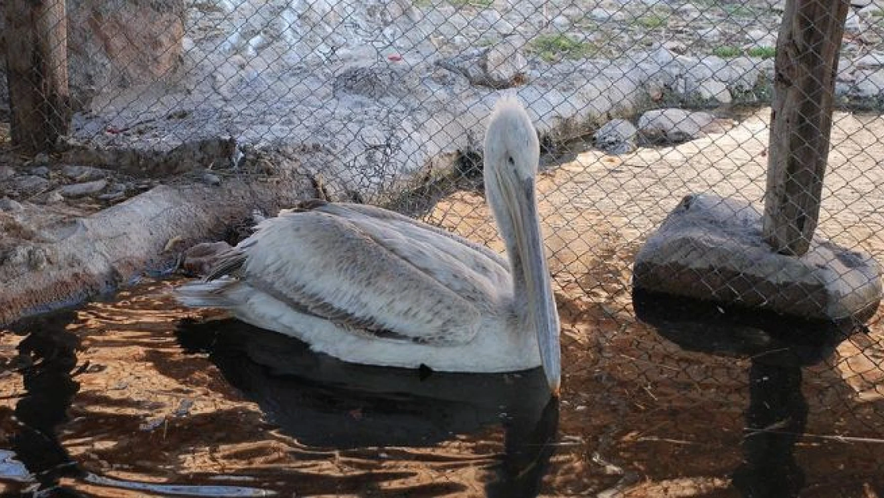 Yaralı pelikan tedavi altına alındı