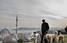 Bu da metropol çobanı