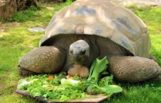 Devasa kaplumbağaya 102. yaş sürprizi