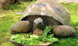 Devasa kaplumbağaya 102. yaş sürprizi