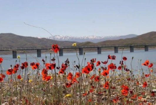 Elazığ'da gelinciklerin görsel şöleni