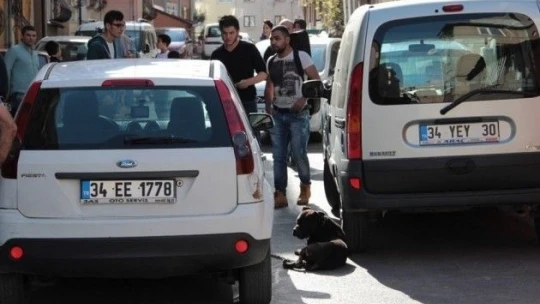 İstanbul'daki pitbull dehşeti: 3 yaralı