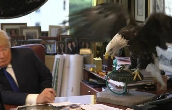 Şov yapmak isterken maskara oldu! Trump'a kartal saldırısı