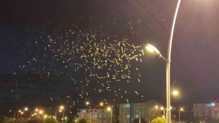 ''Birgün''lük ölüm dansı