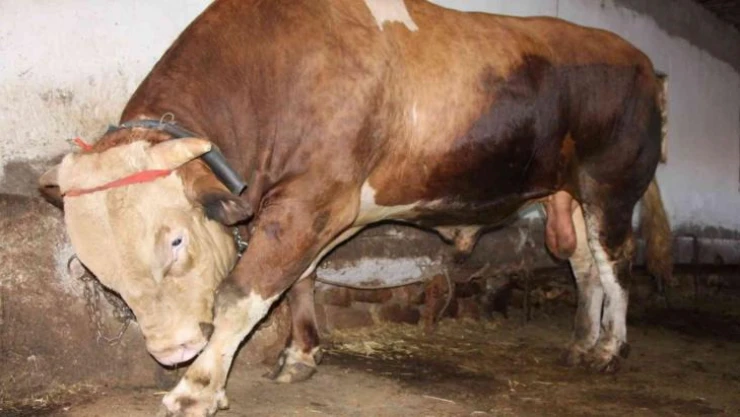 1,3 tonluk kurbanlık boğa 80 bin liradan satışa çıktı