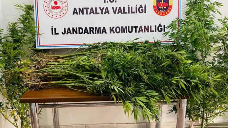 18 yıl önce vefat eden adamın kullanılmayan evinin bahçesinde karı koca kenevir yetiştirdiler