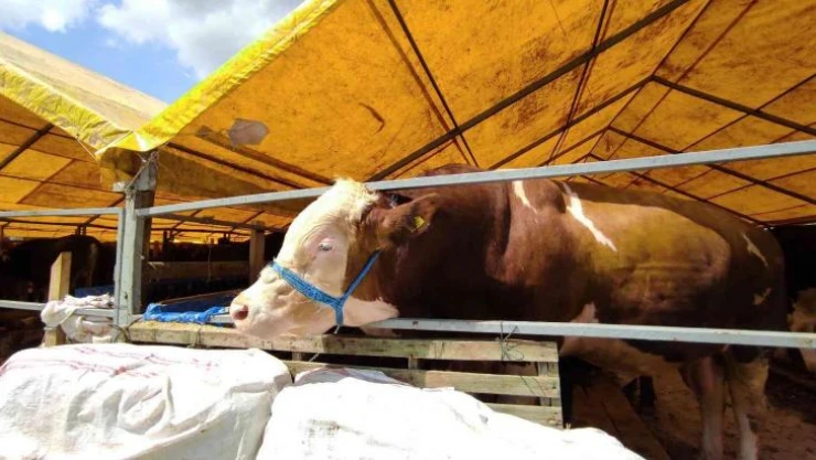 180 kiloluk minik büyükbaş 'Çakır' alıcısını bekliyor