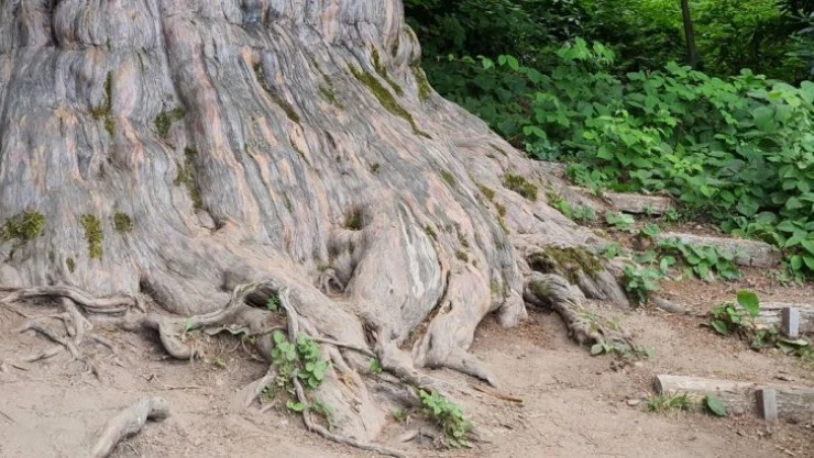 4118 yaşındaki Porsuk ağacı ihtişamıyla göz dolduruyor