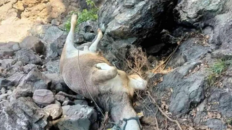 Aç kalan ayının kovaladığı büyükbaş hayvanlar uçuruma yuvarlandı