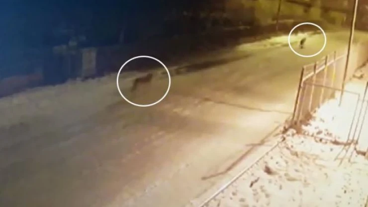 Aç kalan kurtlar şehir merkezine indi