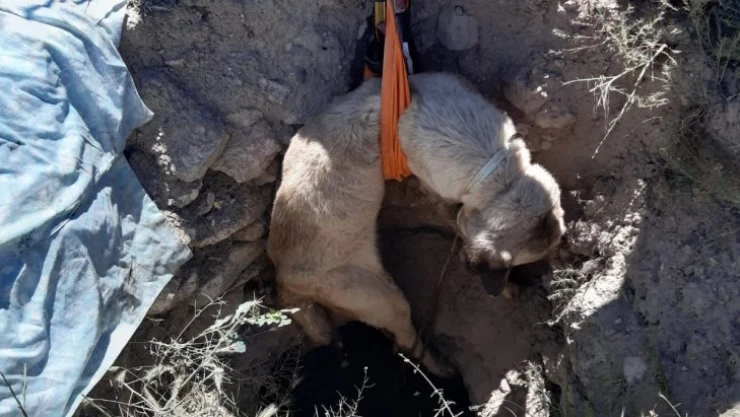Aksaray'da 4 metrelik kuyuya düşen köpeği AFAD kurtardı