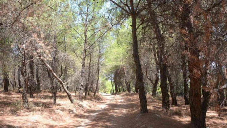 Aliağa'da 31 Ekim'e kadar ormanlık alanlara giriş yasaklandı