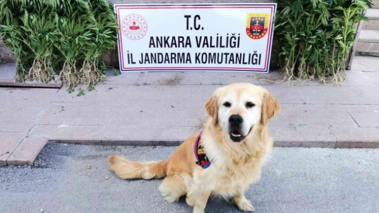 Ankara'da uyuşturucu operasyonu: 2 gözaltı