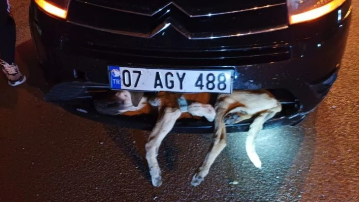 Aracın çarptığı köpek tampona sıkıştı