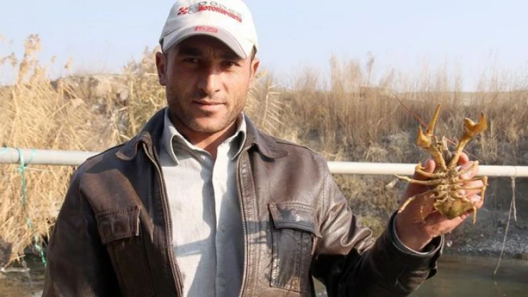 Aras Nehri'nin ıstakoz avcıları