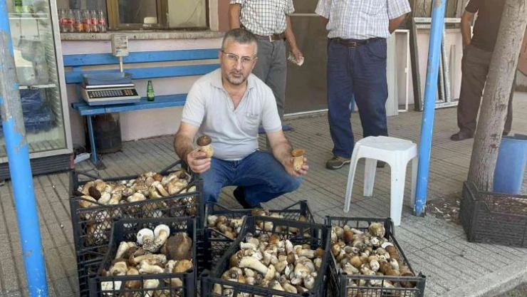 Ayı mantarı köylünün gelir kapısı oldu