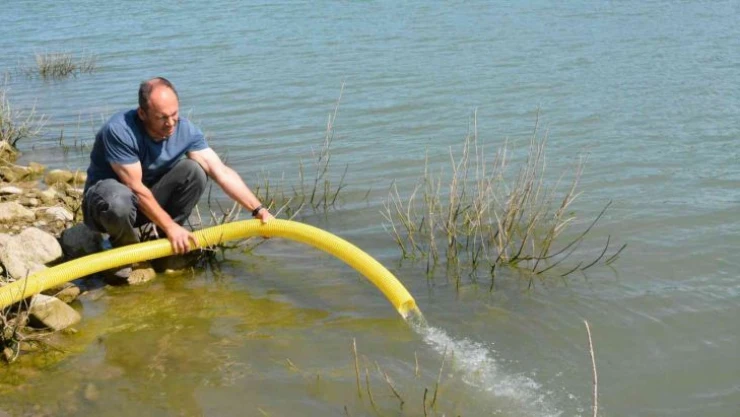 Ayvacık'ta baraj ve gölete 110 bin adet sazan yavrusu bırakıldı