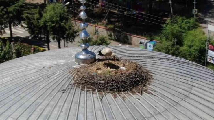 Beykozlu 'Yaren Leylek' 7 yıldır aynı cami kubbesine yuva yapıyor
