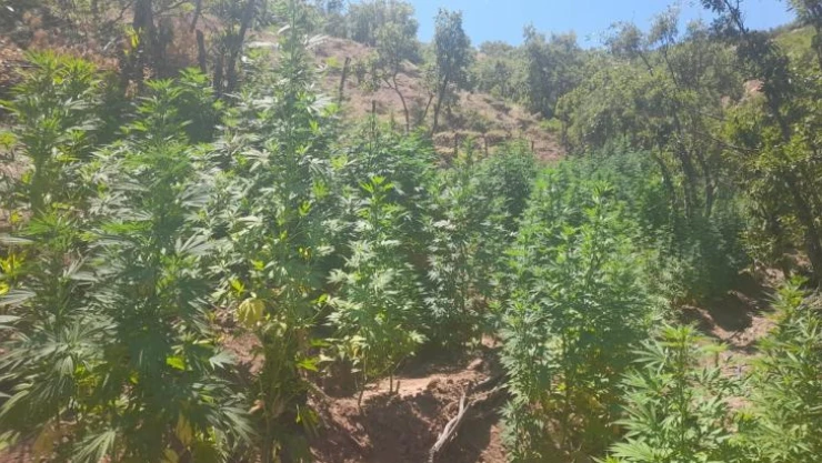 Bingöl'de 275 bin kök kenevir ve 152 kilogram kubar esrar ele geçirildi