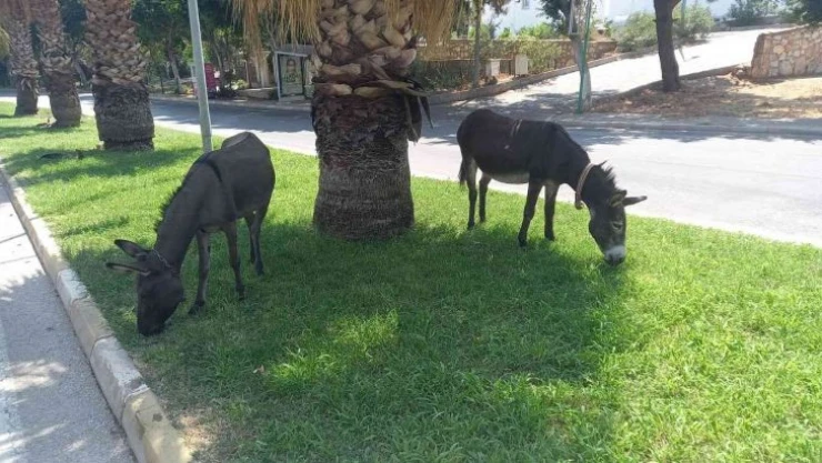Bodrum'da başıboş eşeklerin çimen keyfi