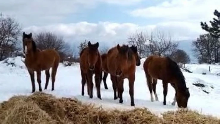 Bolu'da aç kalan yılkı atları beslendi