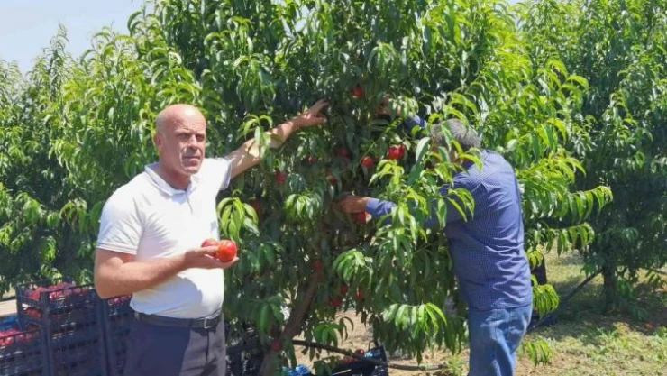Bursa'da şeftali hasadı başladı: 40 bin ton rekolte bekleniyor